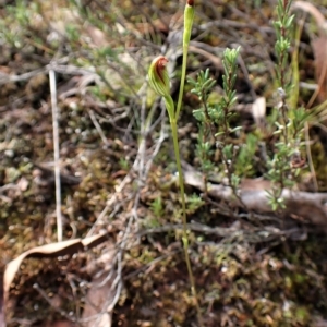 Speculantha rubescens at Aranda, ACT - 30 Mar 2023