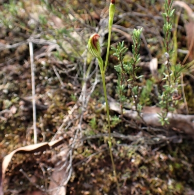 Speculantha rubescens (Blushing Tiny Greenhood) at Aranda, ACT - 30 Mar 2023 by CathB