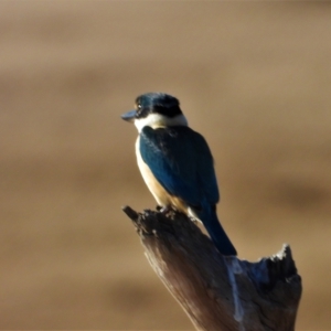 Todiramphus sanctus at Guthalungra, QLD - 25 Aug 2019