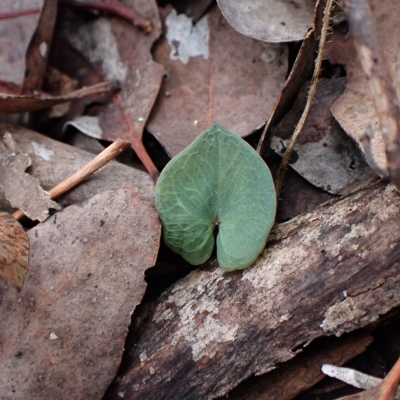 Acianthus collinus (Inland Mosquito Orchid) at Aranda Bushland - 30 Mar 2023 by CathB