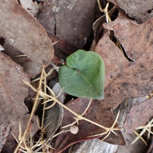 Acianthus collinus at Aranda, ACT - 30 Mar 2023