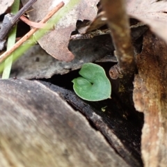 Acianthus collinus at Aranda, ACT - 30 Mar 2023