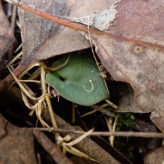 Acianthus collinus at Aranda, ACT - 30 Mar 2023