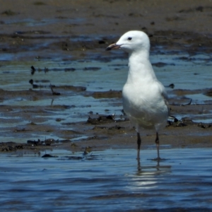 Chroicocephalus novaehollandiae at Guthalungra, QLD - 25 Aug 2019