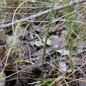 Lyperanthus suaveolens at Point 4081 - 30 Mar 2023