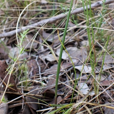 Lyperanthus suaveolens (Brown Beaks) at Point 4081 - 30 Mar 2023 by CathB