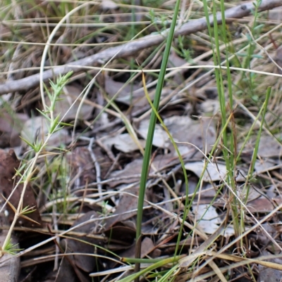 Lyperanthus suaveolens (Brown Beaks) at Aranda Bushland - 30 Mar 2023 by CathB