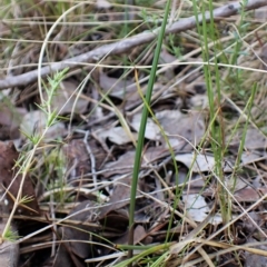 Lyperanthus suaveolens (Brown Beaks) at Point 4081 - 30 Mar 2023 by CathB