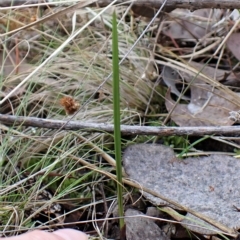 Lyperanthus suaveolens at Point 4081 - 30 Mar 2023