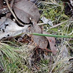 Lyperanthus suaveolens at Point 4081 - suppressed