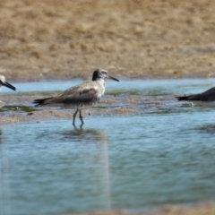Tringa brevipes (Grey-tailed Tattler) at Guthalungra, QLD - 25 Aug 2019 by TerryS