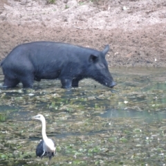 Sus scrofa (Pig (feral)) at Guthalungra, QLD - 13 Jun 2015 by TerryS