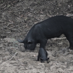 Sus scrofa (Wild Boar, Feral Pig) at Guthalungra, QLD - 13 Jun 2015 by TerryS