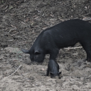 Sus scrofa at Guthalungra, QLD - 13 Jun 2015