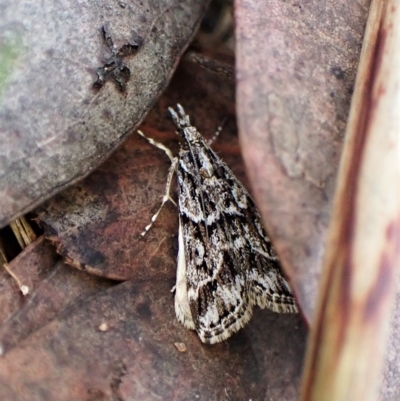 Scoparia oxygona (A Pyralid moth) at Aranda Bushland - 30 Mar 2023 by CathB