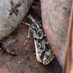 Scoparia oxygona at Aranda, ACT - 30 Mar 2023 04:38 PM