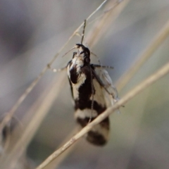 Epithymema incomposita (Chezela group) at Aranda Bushland - 30 Mar 2023 by CathB