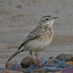 Anthus australis (Australian Pipit) at Guthalungra, QLD - 11 Jul 2015 by TerryS