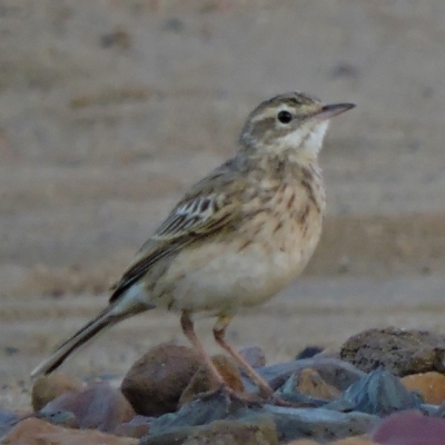 Anthus australis (Australian Pipit) at Guthalungra, QLD - 11 Jul 2015 by TerryS