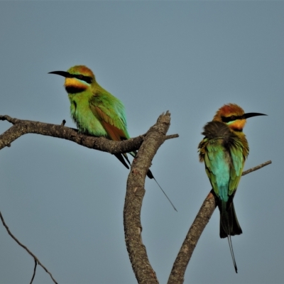 Merops ornatus (Rainbow Bee-eater) at Guthalungra, QLD - 11 Jul 2015 by TerryS