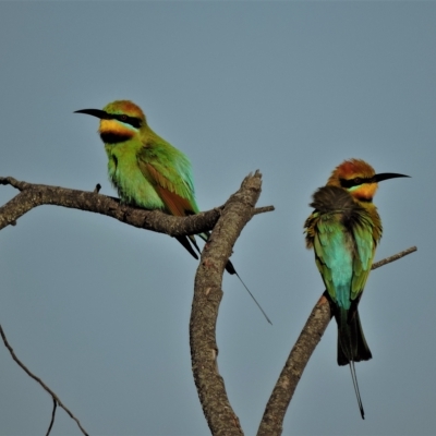 Merops ornatus (Rainbow Bee-eater) at Guthalungra, QLD - 10 Jul 2015 by TerryS