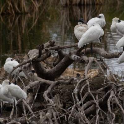 Platalea regia (Royal Spoonbill) at Jerrabomberra Wetlands - 2 Apr 2023 by rawshorty