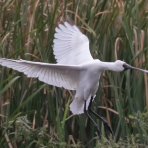 Platalea regia at Fyshwick, ACT - 2 Apr 2023