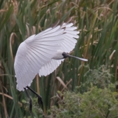 Platalea regia at Fyshwick, ACT - 2 Apr 2023