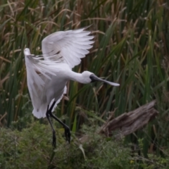 Platalea regia at Fyshwick, ACT - 2 Apr 2023