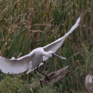 Platalea regia at Fyshwick, ACT - 2 Apr 2023