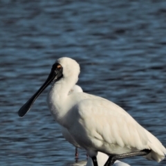 Platalea regia (Royal Spoonbill) at Guthalungra, QLD - 10 Jul 2015 by TerryS