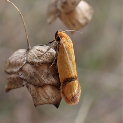 Plectobela undescribed species (A concealer moth) at Cook, ACT - 1 Apr 2023 by CathB