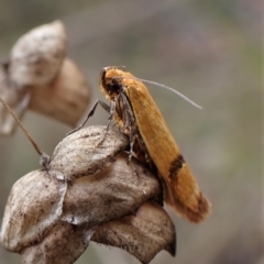 Plectobela undescribed species at Cook, ACT - 1 Apr 2023 04:09 PM