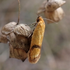 Plectobela undescribed species at Cook, ACT - 1 Apr 2023 04:09 PM