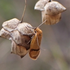 Plectobela undescribed species at Cook, ACT - 1 Apr 2023 04:09 PM