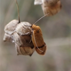 Plectobela undescribed species at Cook, ACT - 1 Apr 2023 04:09 PM