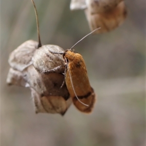 Plectobela undescribed species at Cook, ACT - 1 Apr 2023