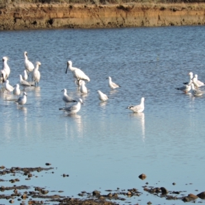 Platalea regia at Guthalungra, QLD - 11 Jul 2015 08:10 AM