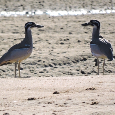 Esacus magnirostris (Beach Stone-curlew) at Guthalungra, QLD - 10 Jul 2015 by TerryS