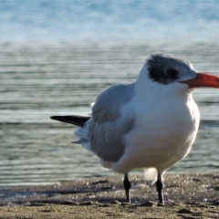 Hydroprogne caspia (Caspian Tern) at Guthalungra, QLD - 11 Jul 2015 by TerryS
