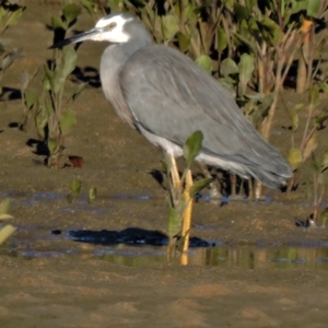 Egretta novaehollandiae at Guthalungra, QLD - 12 Jul 2015 08:08 AM