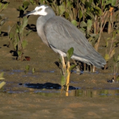 Egretta novaehollandiae (White-faced Heron) at Guthalungra, QLD - 11 Jul 2015 by TerryS