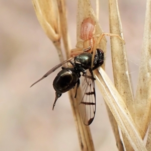 Rivellia sp. (genus) at Cook, ACT - 1 Apr 2023