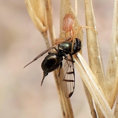 Rivellia sp. (genus) (Signal fly) at Mount Painter - 1 Apr 2023 by CathB