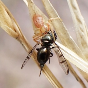 Rivellia sp. (genus) at Cook, ACT - 1 Apr 2023