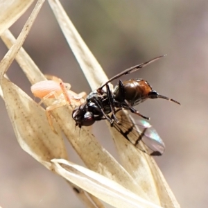 Rivellia sp. (genus) at Cook, ACT - 1 Apr 2023