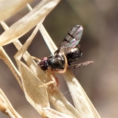 Rivellia sp. (genus) at Cook, ACT - 1 Apr 2023 04:36 PM