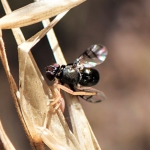 Rivellia sp. (genus) at Cook, ACT - 1 Apr 2023