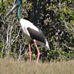 Ephippiorhynchus asiaticus (Black-necked Stork) at Guthalungra, QLD - 11 Jul 2015 by TerryS
