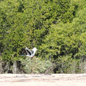 Ephippiorhynchus asiaticus at Guthalungra, QLD - suppressed